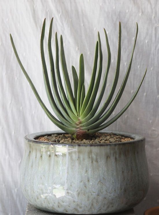 aloi-vera-fyto-floristnews