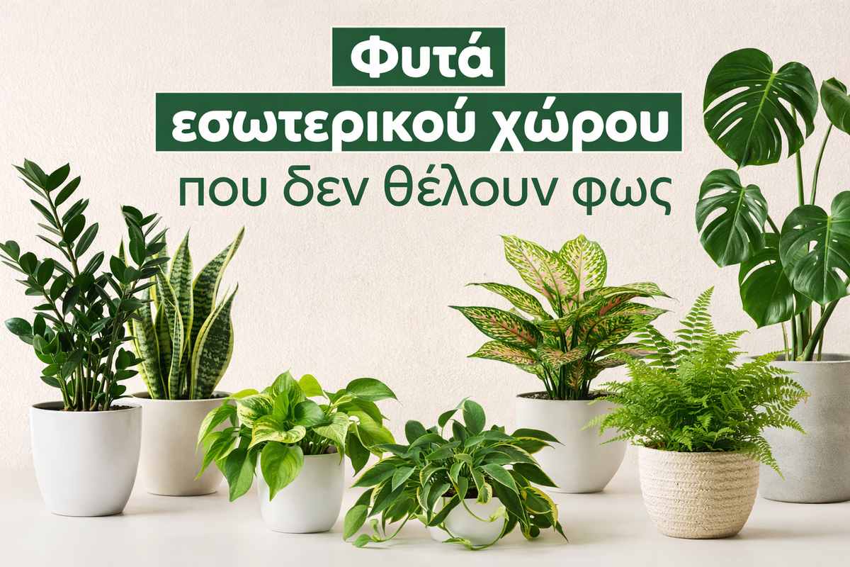 ΦΥΤΑ ΕΣΩΤΕΡΙΚΟΥ ΧΩΡΟΥ ΠΟΥ ΔΕ ΘΕΛΟΥΝ ΦΩΣ